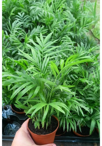AREKA PALMİYESİ 3 ADET 20-25 cm - HEDİYELİK SALON OFİS BİTKİSİ