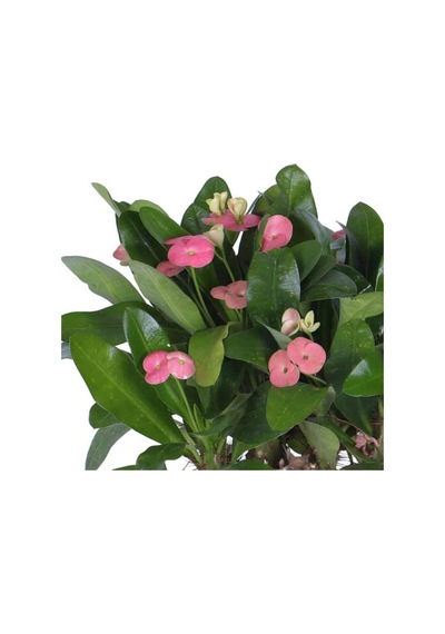 Dikenler Tacı Çiçekli Hediyelik Fidan 20-30cm