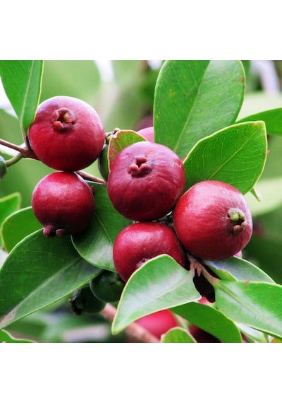 Çilek Guava Fidanı Meyve Yaşında