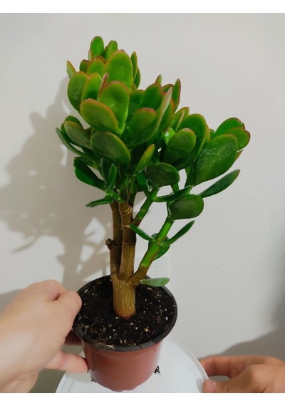 Bonsai Para Çiçeği Şans Çiçeği Bereket Çiçeği 10-20 Cm