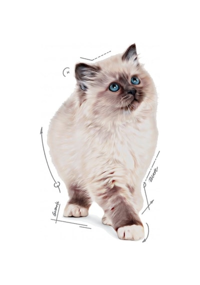 Royal Canin Kitten Jelly 85 Gr X 12 Adet Yavru Kedi Yaş Maması