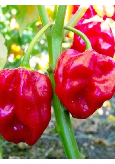 Red Savina Habanero Pepper 350.000 570.000 Scoville - Gerçek Taze Acı Biber