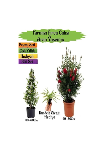 Kırmızı Fırça Çalısı+kokulu Arap Yasemini+kurdele Çiçeği Peyzaj Seti