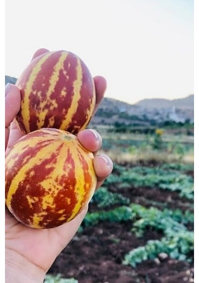Kırlangıç, Kokulu Süs Kavunu Tohumu / 10 Adet Şamama Tohumu