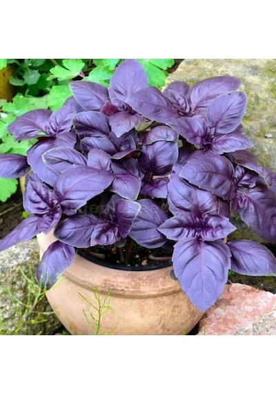 Saksılık Aromartik Dark Purple Geniş Yapraklı Fesleğen Fidesi 5 Adet