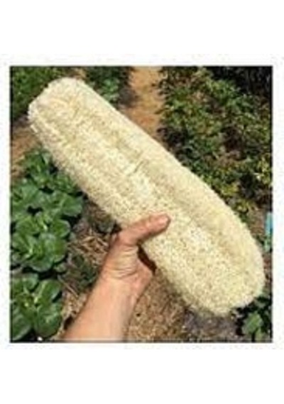 100 Adet Tohum Lif Kabağı Tohumu Sünger Banyo Lifi Kabak Tohumu