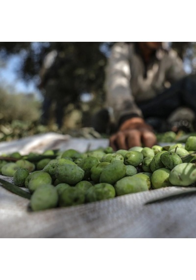 5x4 Metre Zeytin Sergeni Zeytin Toplama Örtüsü Fındık Fıstık Dut Toplama Filesi Beyaz Hasat Taban Örtüsü
