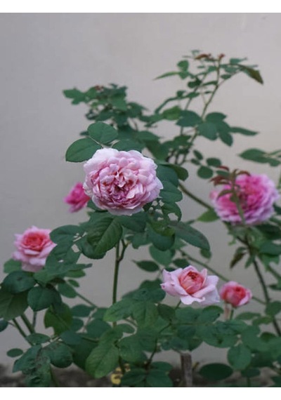 Videolu Yediveren Pembe Renkli 30 50 Cm 3 Adet Tüplü Aşılı Gül Fidanı Pink Rose