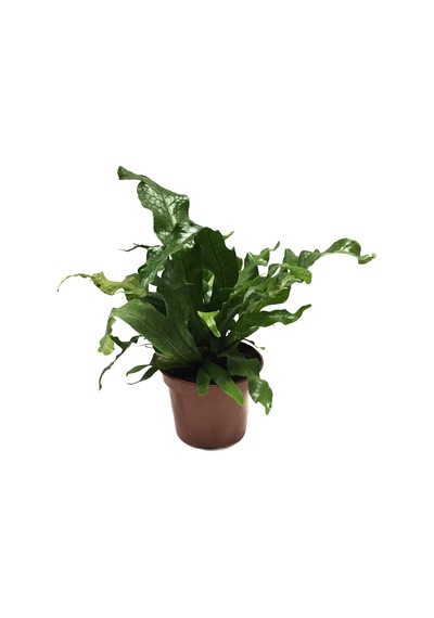 Microsorum Musifolium 'Crocodile Fern' Ø12 CM Y30-35 CM