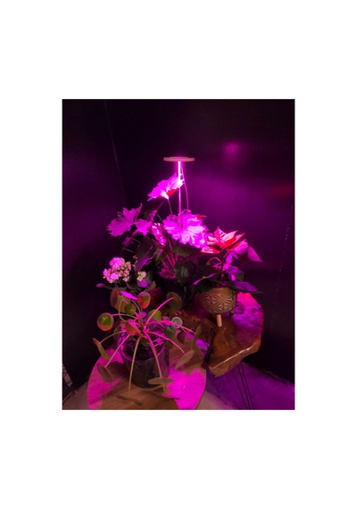 Bitki Led Lamba 5v Usb Fullspectrum Bitki Yetiştirme - Bitki Geliştirme Lambası Halka 8w