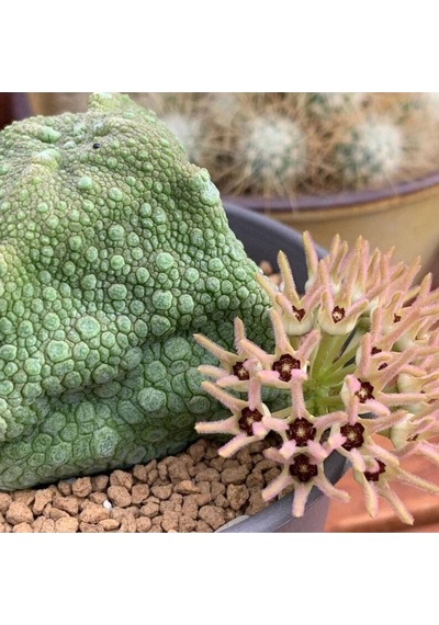 10 Adet Pseudolithos Cubiformis Succulent Tohumu