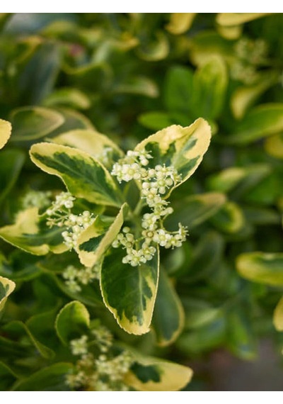 Favori Ürün Altuni Gold Taflan Doğal Çit 25 45 Cm 1 Adet Saksılı Dış Mekan Bitkisi Euonymus