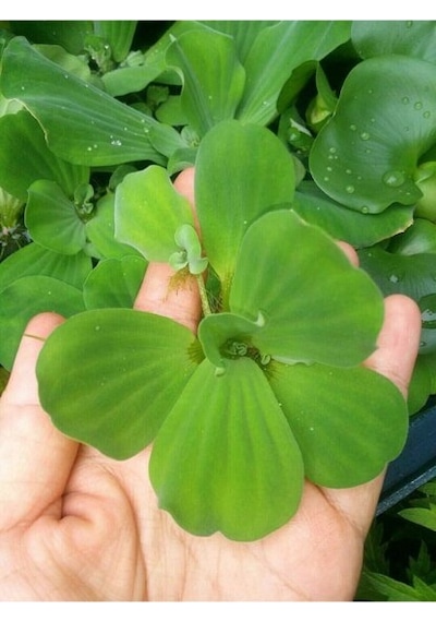 Su Marulu Su Üstü Bitkisi Suyu Filtreler Temizler Pistia 5-7 Cm 1 Adet