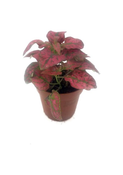 Fittonia Çiçeği Fidanı Pembe Yeşil 10-20 Cm