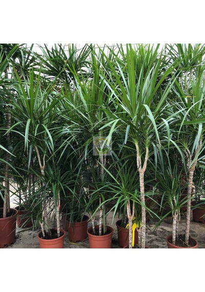 Dracaena Marginata Çiçeği 4 Gövdeli 150-160cm