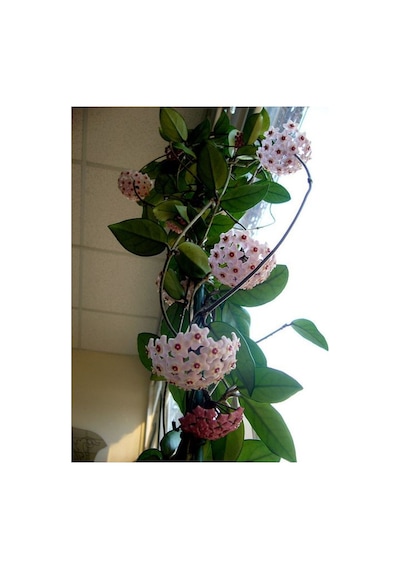 Mum Çiçeği Hoya Carnosa - Askılı Saksıda