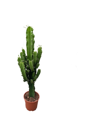 Euphorbia Ingens Kaktüs Ø19 Cm Y70-80 Cm