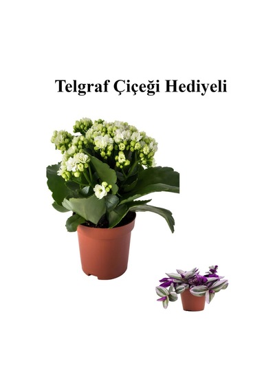 Hediyelik Beyaz Renk Kalanşo Kalanchoe Çiçeği Sevgililer Gününe Özel Kurdele Çiçeği Hediyeli