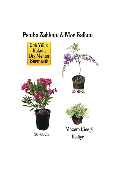 Pembe Zakkum Fidanı+mor Salkım Ağacı Fidanı Mezem Çiçeği Bahçe Peyzaj Seti