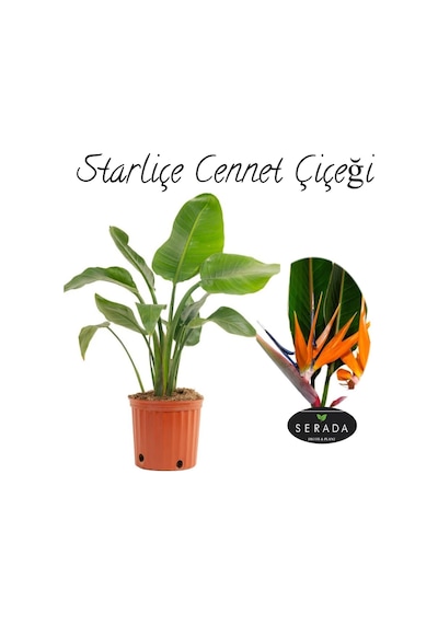 Starliçe Strelitzia Reginae Cennet Kuşu Bitkisi 50-70cm Salon Çiçeği