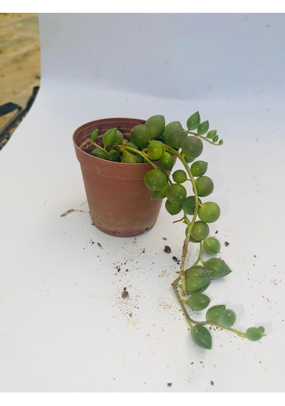 Tesbih Bonbuk Çiçeği 5,5cm Saksıda 2 Adet