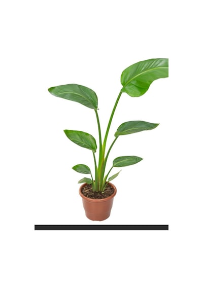 Starliçe Cennet Kuşu Çiçeği - Strelitzia Nicolai Canlı Salon Bitkisi Mini