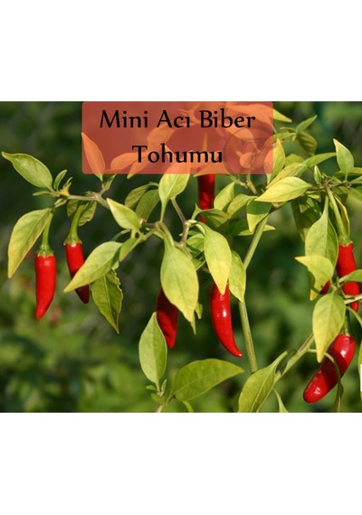 Mini Acı Biber Tohumu 25 GR