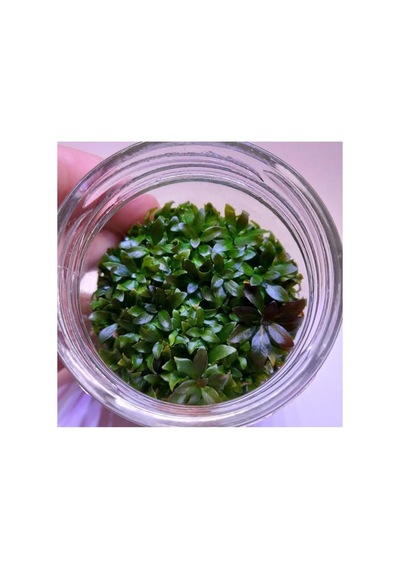 Ludwigia Peruensis In Vitro Canlı Bitki