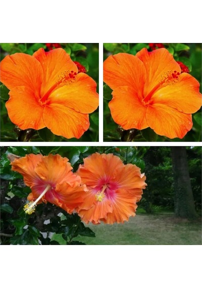 3'lü Turuncu Renk Japon Gülü Çiçeği 20-30 Cm Tüplü Çiçekli Bodur Bitki Camellia Japonica