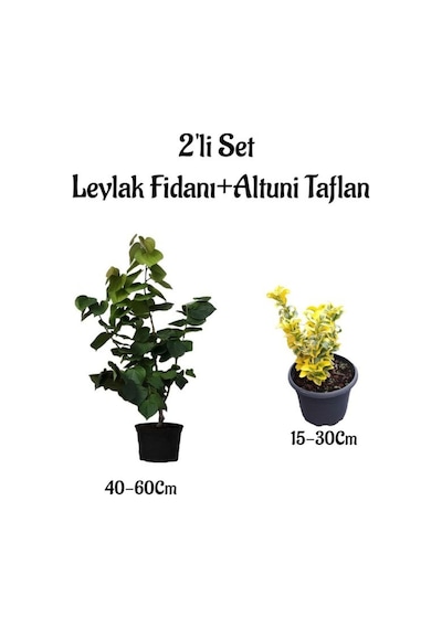 Mor Renk Mis Kokulu Leylak Ağacı Fidanı+altuni Taflan Saksılı Bahçe Bitkileri
