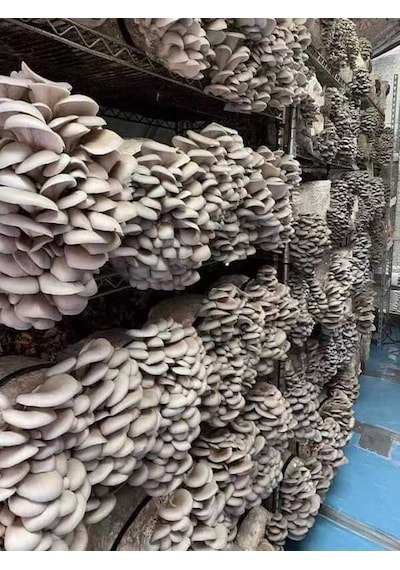 20000 Adet İstiridye Mantarı Tohumu, Ekim Poşetleri Ve Kılavuz