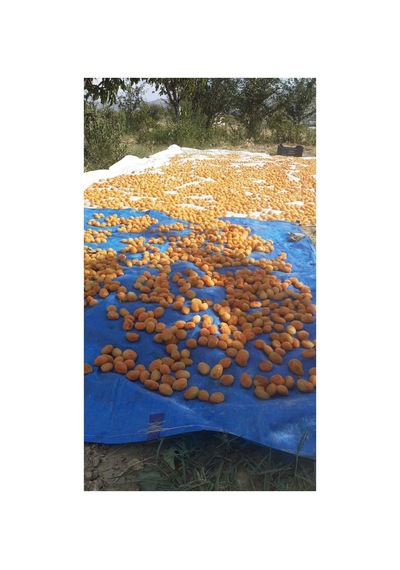 Organik Kayısı Kurusu 1 Kg Diğer