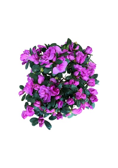 Rhododendron Indicum 'purple' Açelya Çiçeği