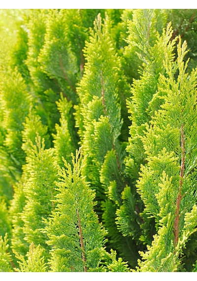 Videolu Çok Beğenilen Limoni Salon Çamı 30-60 Cm Tüplü Dış Mekan Ağaçları Norfolk Island Pine