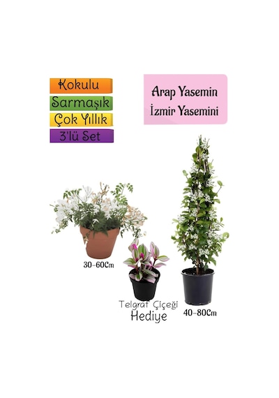 Kokulu Arap Yasemini+klasik İzmir Yasemin+telgraf Çiçeği 3'lü Bahçe Seti