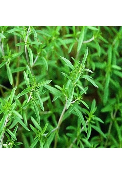 Saksıda Aromatik Yoğun Kokulu Baharat Zahter Kekik Fidanı
