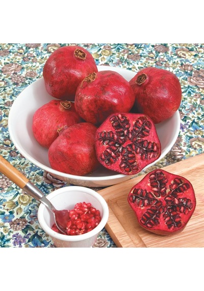 Hicaz Nar Fidanı Tüplü 3 Adet