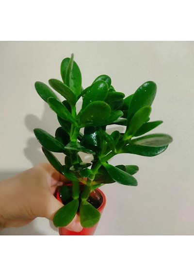 Para Çiçegi Sans Bıtkısı -bonsai Paraçiçeği Orta Boy Gövdeli 2