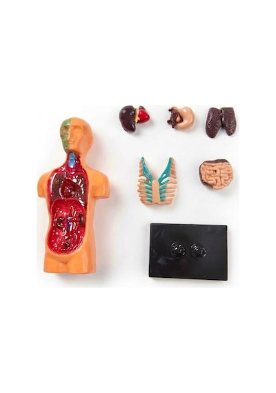 Minyatür İnsan Gövdesi 7 Parça Takılabilir Organ Anatomisi Vücut Tanıma Eğitim Seti 15 Cm