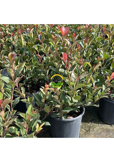 Bodur Alev Çalısı Fidanı Photinia Fraseri Nana Red Robin