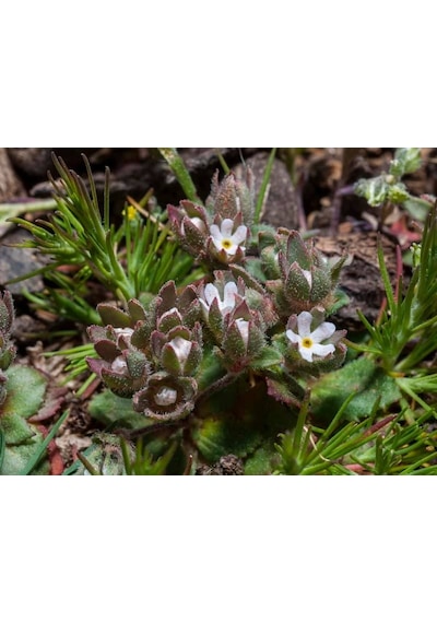Androsace Maxima