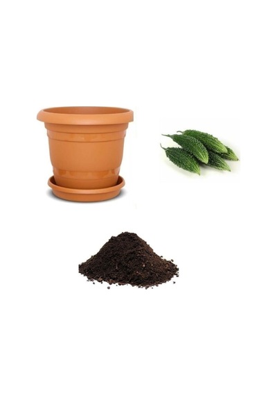 Ithal Bitter Gourd Meyvesi Tohumu Ekim Seti