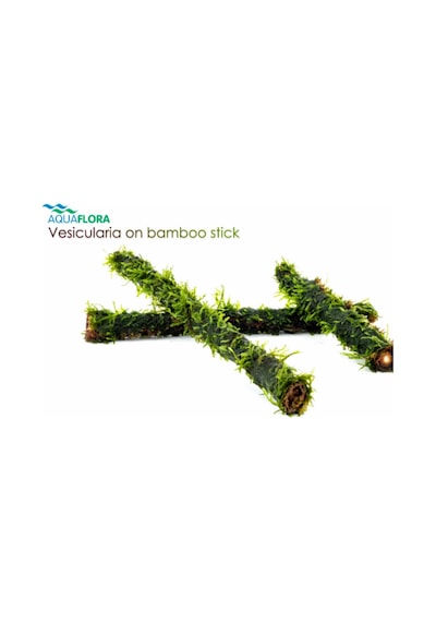 Dala Sarılı Java Moss Vesicularia Dubyana