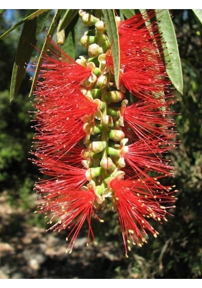 Fırça Çalısı Callistemon Laevis 5 Adet