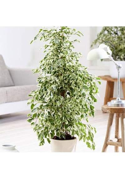 Dolgun Formlu Benjamin Starlight Bitkisi Alaca Yapraklı 1 Adet 60-80cm