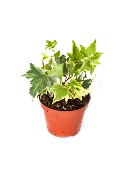 Videolu 2'li Çingene Şalvarı/duvar Sarmaşığı Çiçeği 10-20cm Saksılı Iresine Herbstii/hedera Helix