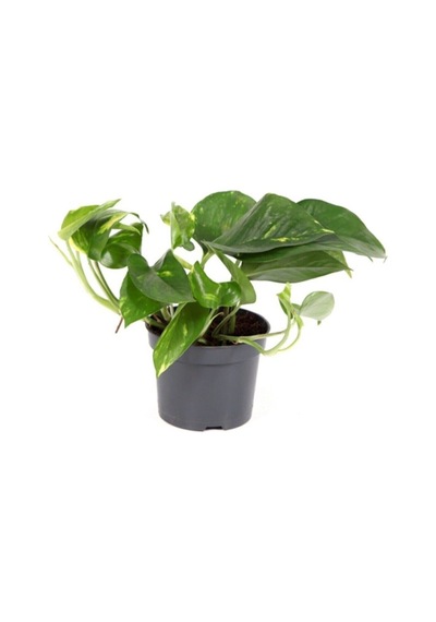 Epipremnum Pathos Potos Sarmaşığı Fidanı 10-20 Cm