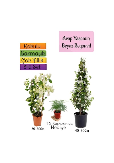 Kokulu Arap Yasemini+beyaz Begonvil+tül Kuşkonmaz 3'lü Bahçe Seti