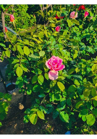 Pembe Narçiçegi 30-60 Cm 3 Adet Saksılı Yediveren Aşılı Gül Pink-white-daffodil Yellow