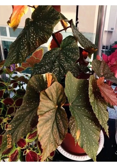 Videolu Çilli Begonya 1 Adet Saksılı 20-40cm Iç Mekan Salon Bitkisi Begonia Corallina